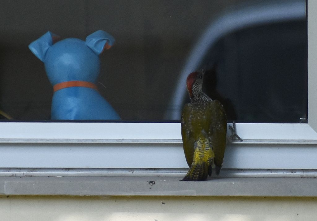 Picchio verde (Picus viridis)